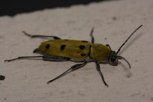 Chlorophorus glabromaculatus